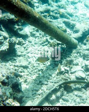 Foto di un calamaro nel mare delle isole Togie, Indonesia Foto Stock