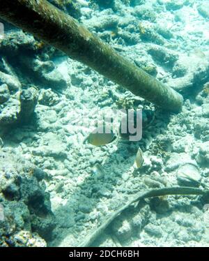 Foto di un calamaro nel mare delle isole Togie, Indonesia Foto Stock