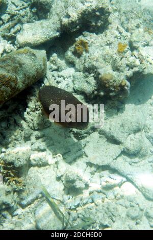 Foto di un calamaro nel mare delle isole Togie, Indonesia Foto Stock