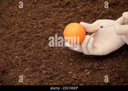 Orange in laboratorio di ingegneria genetica, GMO food Concept Foto Stock