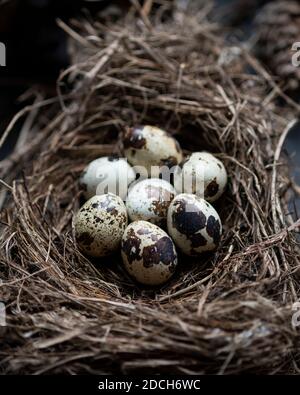 Eier von einer Wachtel in einer schale, rohe wachtel eier, color food Fotografia di uova di quaglia in una ciotola, uova di quaglie, scale mit Wachtel eiern,ingrediente Foto Stock