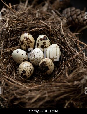 Eier von einer Wachtel in einer schale, rohe wachtel eier, color food Fotografia di uova di quaglia in una ciotola, uova di quaglie, scale mit Wachtel eiern,ingrediente Foto Stock