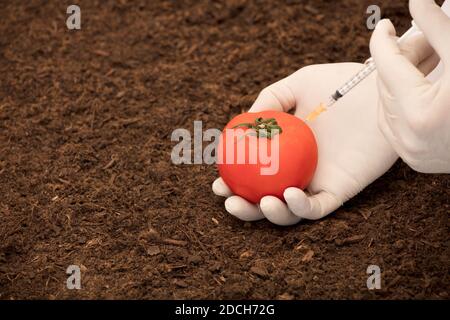 Tomato in laboratorio di ingegneria genetica, GMO food Concept Foto Stock