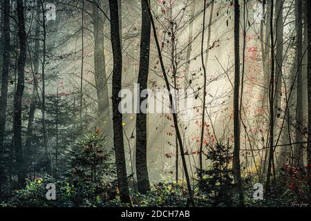 Spesso vado a fare una passeggiata nella foresta. Si mostra ogni volta in modo diverso. Il sole lo veste a modo suo e ogni volta È meraviglioso. Foto Stock