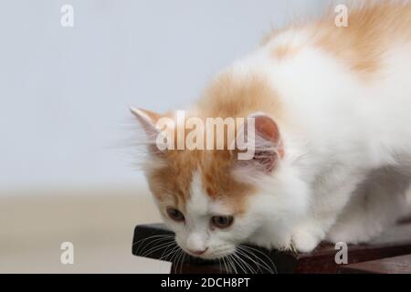Gattino arancione, gatto tabby Foto Stock