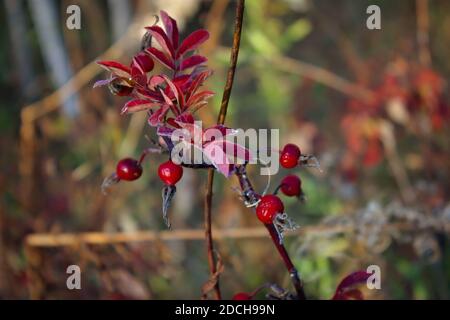 Primo piano di bacche di cane-rosa. Frutta di rosa del cane. Rosa canina. Rosehips selvatiche in natura. Foto Stock