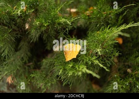 Primo piano. Conifere o abete rosso con foglie gialle cadenti dagli alberi su di esso Foto Stock