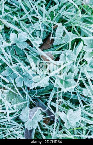 Vegetazione erbosa ricoperta di gelo Foto Stock