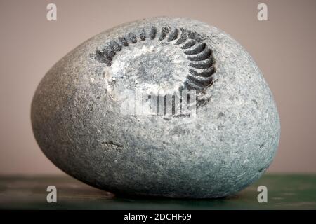 Un'impronta fossile in un grande ciottolo trovato su un Spiaggia remota nel Galles del Sud Foto Stock