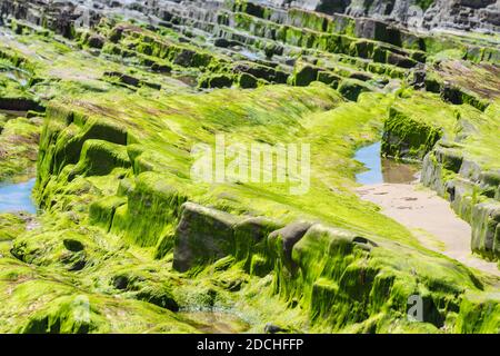 Rocce e pietre sul fondo marino dopo la marea, ricoperti di alghe verdi Foto Stock