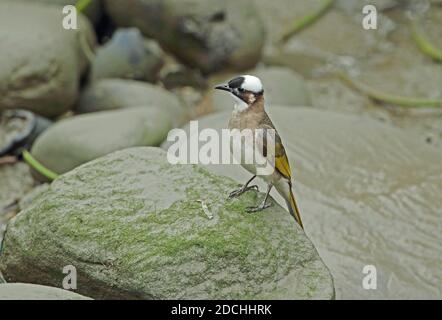 Bulbul cinese (Pycnonotus sinensis formosae) foraggio adulto a bassa marea in esturt (sottospecie endemica) Taipei City, Taiwan Aprile Foto Stock