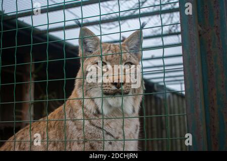 Ritratto di lince eurasiatica (lince lince lince) dietro la griglia della gabbia Foto Stock