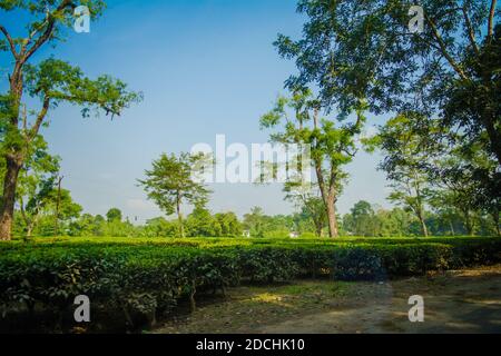 Giardino da tè verde di Assam coltivato nella pianura e nella valle del fiume Brahmaputra, Golaghat. Piantagioni di tè Foto Stock