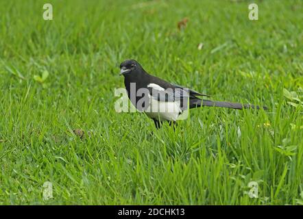 Comune Magpie (Pica pica serica) adulto che foraggi su erba Taipei City, Taiwan Aprile Foto Stock