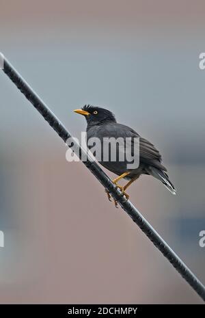 Javan Myna (Ascidotheres javanicus) adulto appollaiato su Power-line, introdotto specie Taipei City, Taiwan Aprile Foto Stock