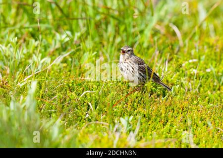 Un pipa di prato adulto (Anthus pratensis) appollaiato su un grumo di erica e canto sull'isola di Hana al largo della costa nord occidentale della Scozia. Foto Stock