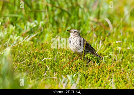 Un pipa di prato adulto (Anthus pratensis) arroccato su un grumo di erica sull'isola di Hana al largo della costa nord occidentale della Scozia. Giugno. Foto Stock