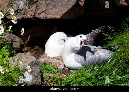 Un paio di fulmari adulti (Fulmaris glacialis) su una sporgenza scogliera, un uccello che ruggiva e l'altro che chiama, sull'isola di Hana al largo del nord ovest coa Foto Stock