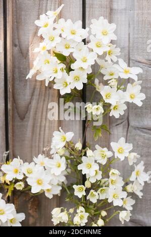 Clematis cartmani ‘valanghe’ in fiore in primavera Foto Stock