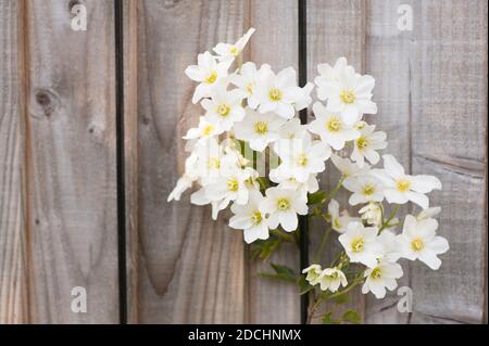 Clematis cartmani ‘valanghe’ in fiore in primavera Foto Stock