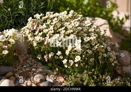 Saxifraga "White Pixie" in fiore in un rockery Foto Stock