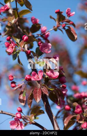 Malus toringo 'Scarlett' (RHS AGM), la mela di granchio fiorito in primavera Foto Stock