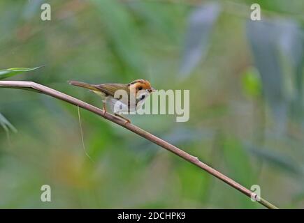 Rufous-faced Warbler (Abroscopus albogularis fulvisfacies) adulto arroccato su gambo piegato con preda in Bill Dasyueshan National Forest, Taiwan AP Foto Stock