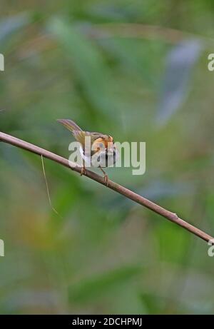 Rufous-faced Warbler (Abroscopus albogularis fulvisfacies) adulto arroccato su gambo piegato con preda in Bill Dasyueshan National Forest, Taiwan AP Foto Stock