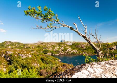 Una cenere di montagna scolpita dal vento sul lato di Loch Roe con le montagne di Sulvenin e Canisp visibili all'orizzonte. Scozia. Giugno. Foto Stock