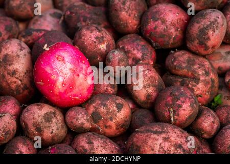 Una patata rossa lavata su quelle sporche. Patate rosse appena scavate nella fattoria. Foto Stock