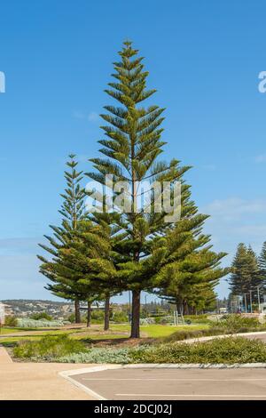 Norfolk Island Pine (Araucaria eterophylla) Nella città di Esperance in Australia Occidentale Foto Stock