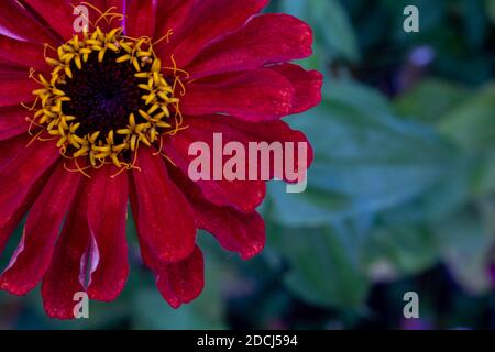 Un bel fiore rosso zinnia si trova nell'angolo della foto con spazio per il tuo testo. Foto Stock