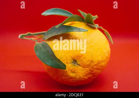 Un mandarino con fogliame verde su sfondo rosso. Primo piano, isolato Foto Stock