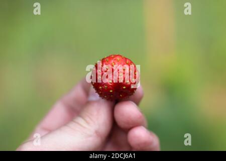 Fragole appena raccolte che si stringe con le dita su sfondo sfocato Foto Stock