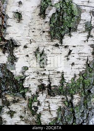 Sfondo naturale del tronco di betulla Foto Stock