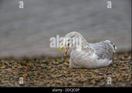 Aringa Gull Larus argentatus sul litorale a Burnham Overy Staithe, Norfolk del nord, regno unito Foto Stock