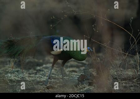 Il pavone maschio si trova nella foresta, pafowl verde (Pavo muticus) Foto Stock