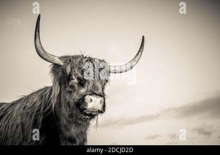 Primo piano di bestiame Highland in una fattoria in Inghilterra Foto Stock