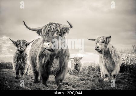 Primo piano di bestiame Highland in una fattoria in Inghilterra Foto Stock