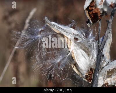 Non è sufficiente! Cialde di semi di alga (Asclepias syriaca) che si aprono e versano i loro semi in autunno a Wakefield, Quebec, Canada. Foto Stock