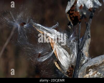 Non è sufficiente! Cialde di semi di alga (Asclepias syriaca) che si aprono e versano i loro semi in autunno a Wakefield, Quebec, Canada. Foto Stock