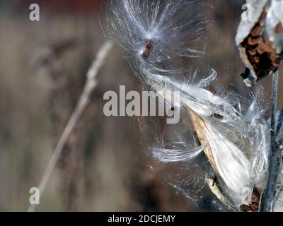 Non è sufficiente! Cialde di semi di alga (Asclepias syriaca) che si aprono e versano i loro semi in autunno a Wakefield, Quebec, Canada. Foto Stock