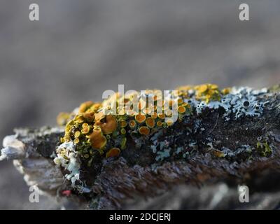 Affascinante lichene arancione comune (Xanthoria parietina) che cresce insieme ad alcuni licheni di protezione verde su un ramo morto a Wakefield, Quebec, Canada. Foto Stock