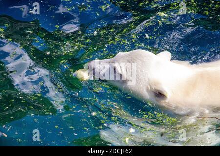 Vista laterale di un giovane orso polare nuoto, nome scientifico Ursus maritimus Foto Stock