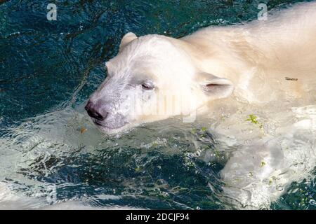 Immagine di un giovane orso polare mentre si nuota, nome scientifico Ursus maritimus Foto Stock