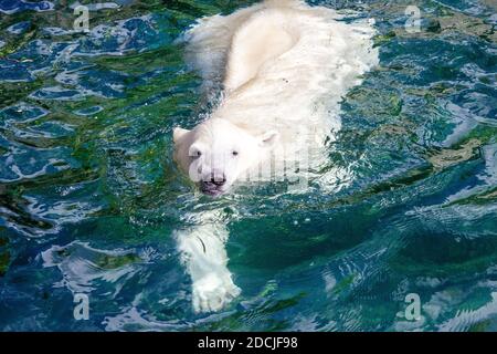 Vista di un giovane orso polare mentre si nuota, nome scientifico Ursus maritimus Foto Stock