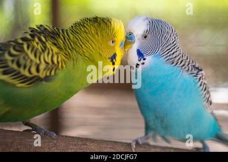 Budgerigar (Melopsittacus undulatus) pappagallo su un ramo Foto Stock