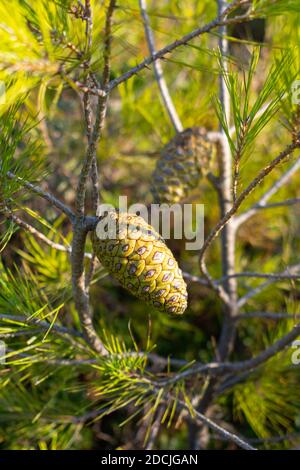 Pinus halepensis (pino comune) coni verdi freschi Foto Stock