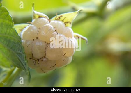 Macro Foto di Snowbank White BlackBerry che guarda enorme sul gambo Su sfondo naturale sfocato Foto Stock