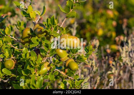 La quercia di kermes (Quercus coccifera) acorns in primo piano Foto Stock